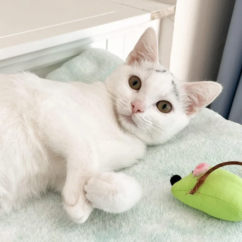 A baby medium-sized female Domestic Short Hair cat named Eek! for adoption in Cincinnati, OH