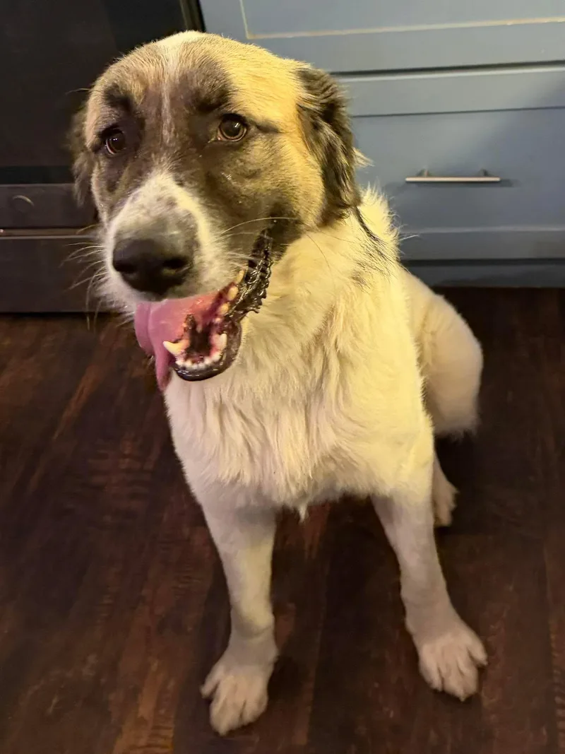 An adult large-sized male Great Pyrenees dog named Grover for adoption in New Baltimore, MI