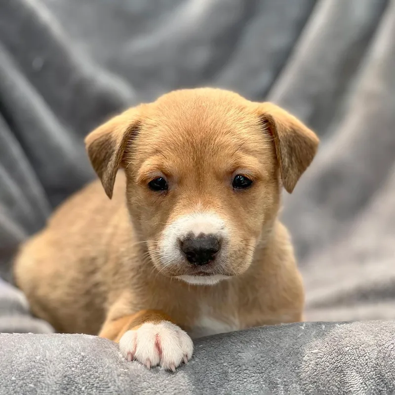 A baby medium-sized female Spaniel dog named Japan Pup  Handa for adoption in San Diego, CA
