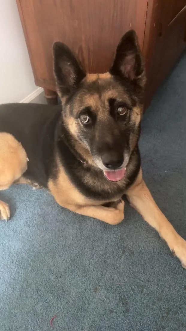 An adult large-sized female Bicolor German Shepherd Dog dog named Marina for adoption in East Haddam, CT