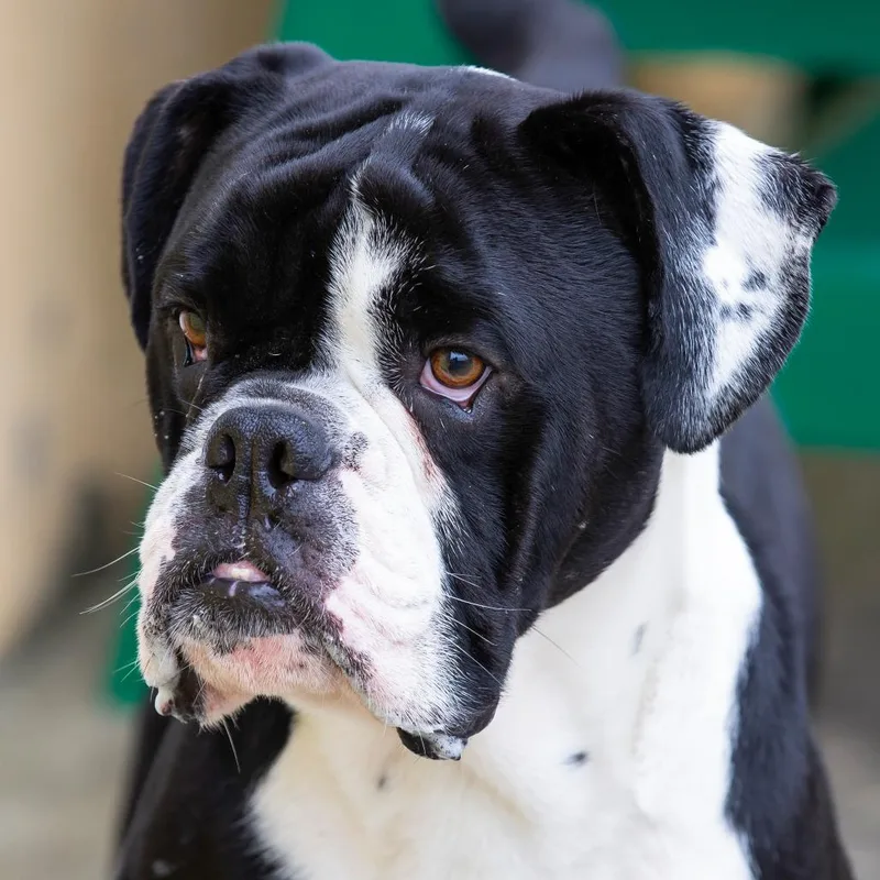 An adult medium-sized male Black Mixed Breed dog named Rupert for adoption in Cartersville, GA