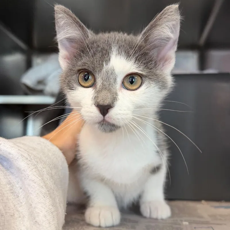 A baby small-sized male Gray / Blue / Silver Domestic Short Hair cat named Graddie for adoption in Chicago, IL