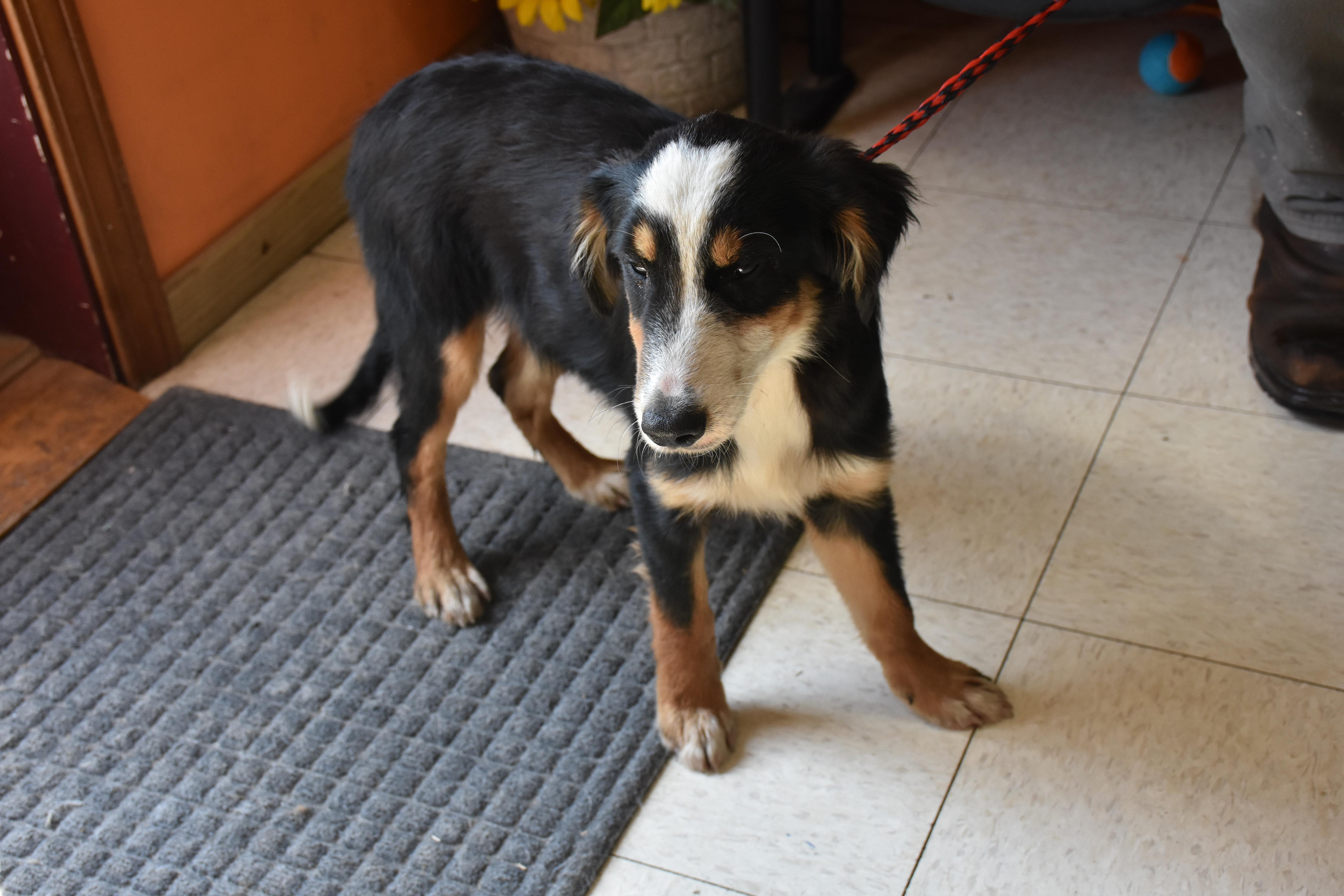 A young medium-sized male Border Collie dog named Beans for adoption in North Judson, IN
