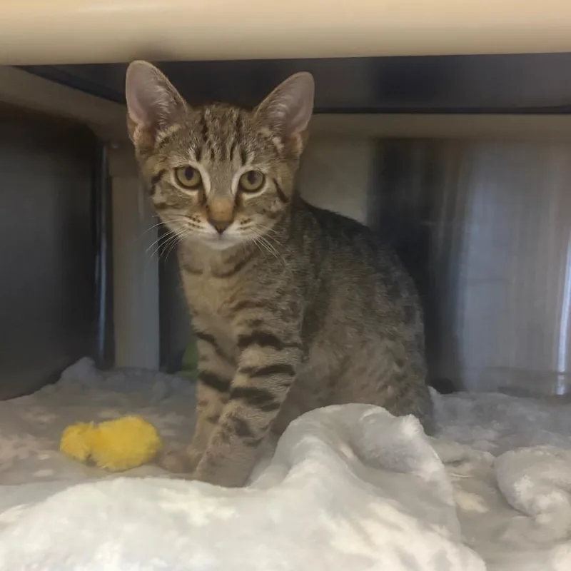 A baby small-sized female Brown / Chocolate Domestic Short Hair cat named Tami for adoption in Naples, FL