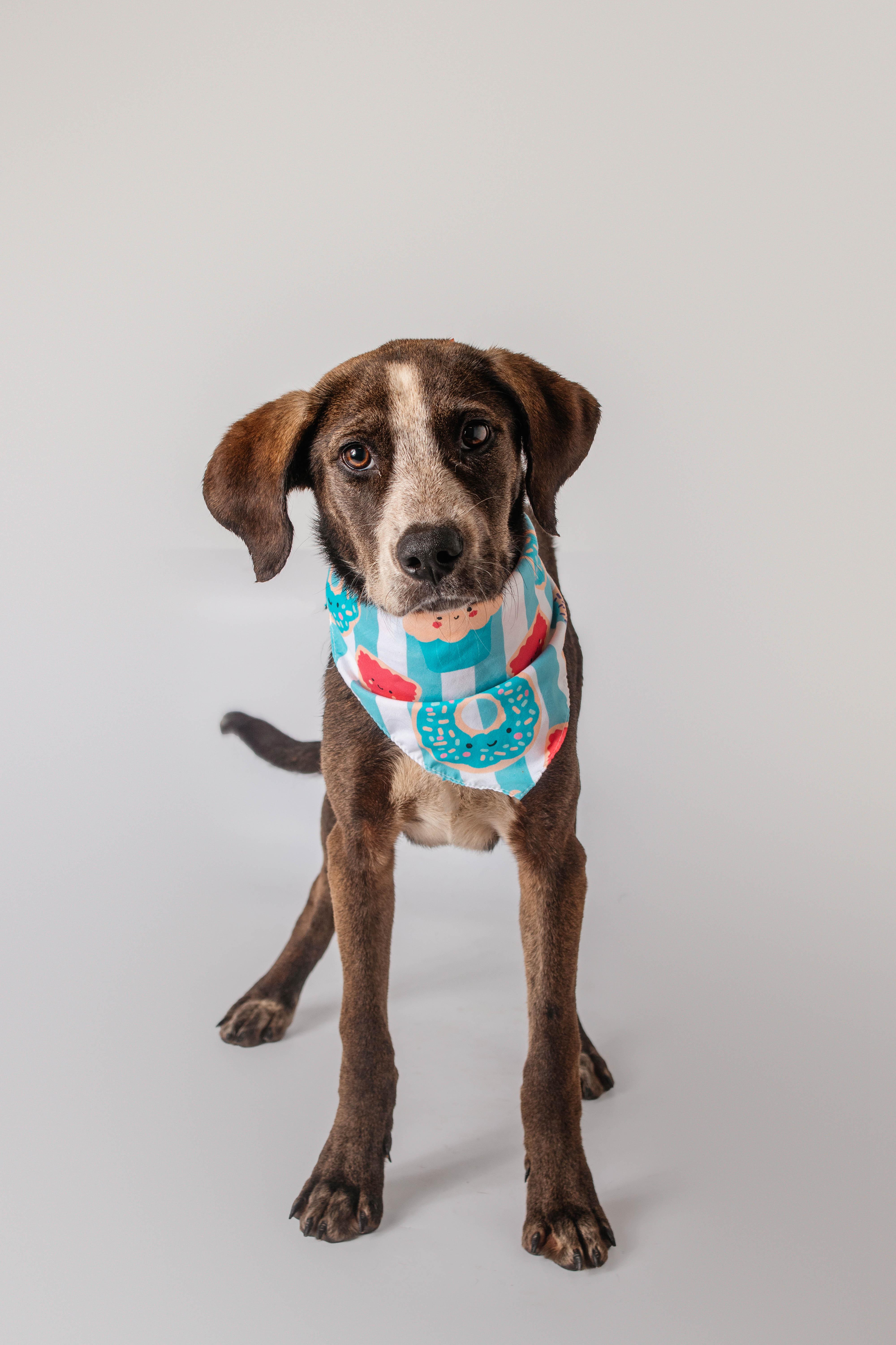 A young medium-sized female Hound dog named Maren for adoption in Plaquemine, LA