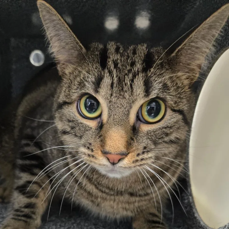 A young medium-sized male Brown / Chocolate Domestic Short Hair cat named Basil for adoption in Newark, NJ