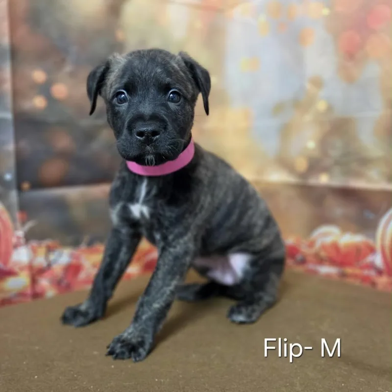 A baby medium-sized male Retriever dog named Flip for adoption in Griswold, CT