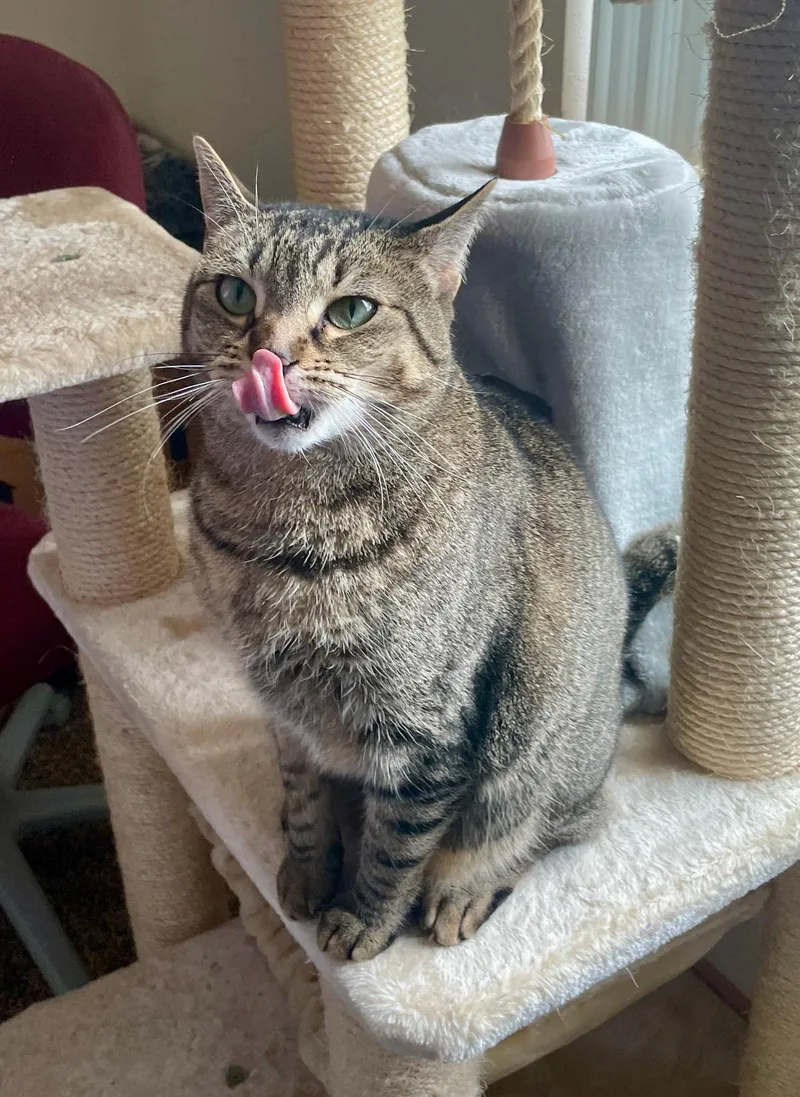 Athena thumbnail 5