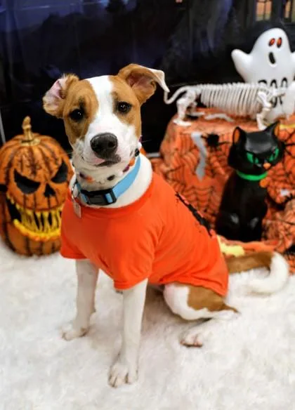 A young medium-sized female Yellow / Tan / Blond / Fawn Mixed Breed dog named Moana for adoption in Hamilton, OH