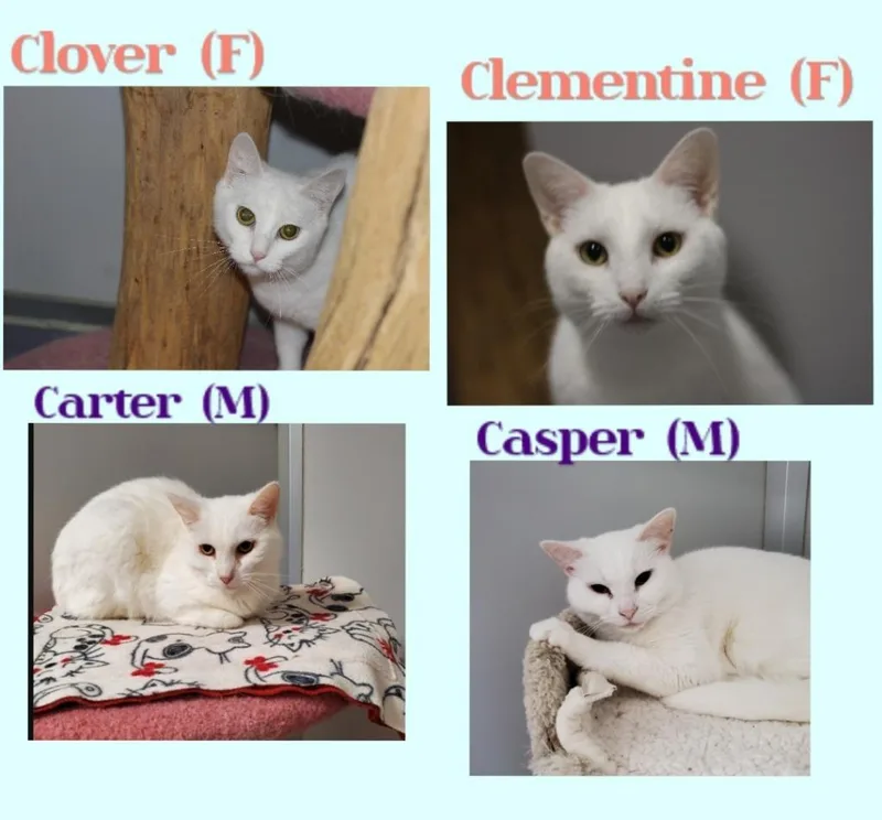 Clementine thumbnail 2