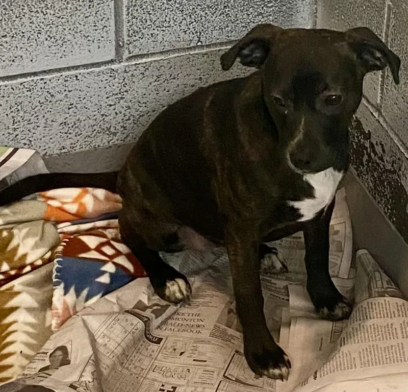 A young medium-sized female Brindle Hound dog named Vanessa for adoption in Glasgow, KY