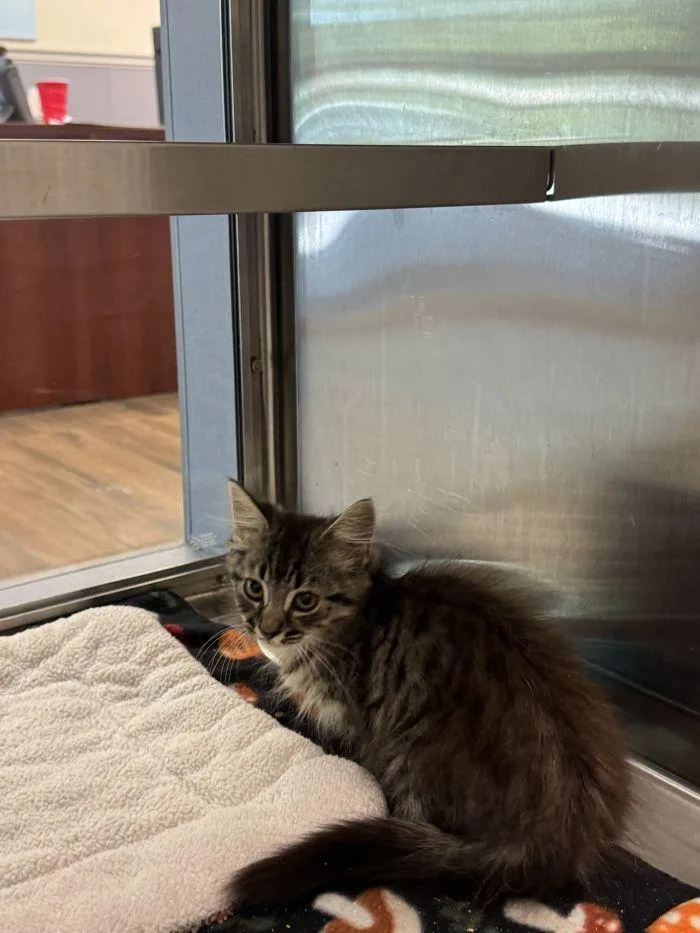 A young small-sized female Domestic Short Hair cat named Jackie for adoption in Hilton Head Island, SC