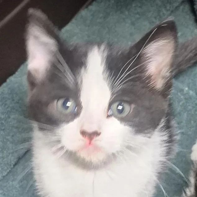 A baby small-sized female Black Domestic Short Hair cat named Bitsy for adoption in Tacoma, WA