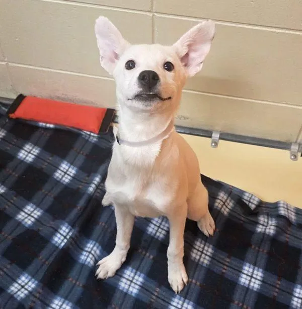 A baby large-sized male Border Collie dog named Jack for adoption in Sioux City, IA
