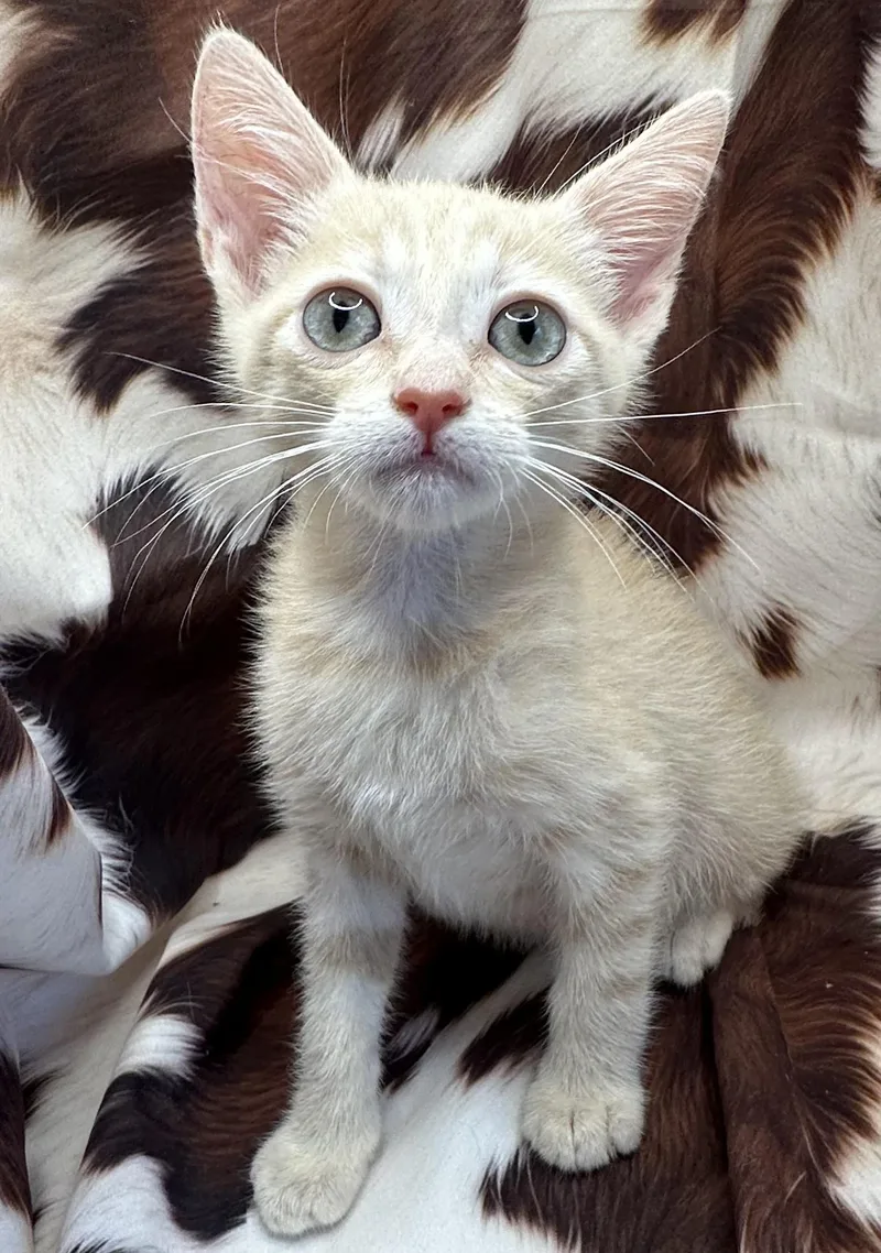 A baby small-sized male Domestic Short Hair cat named Mountain Chicken for adoption in San Diego, CA