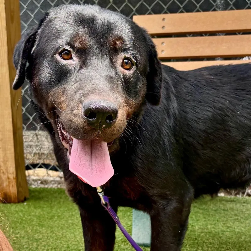 An adult large-sized male Black Rottweiler dog named Shadow for adoption in Parkersburg, WV