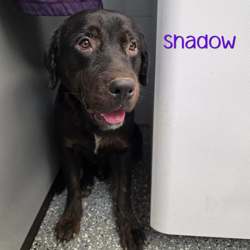 Shadow thumbnail 3