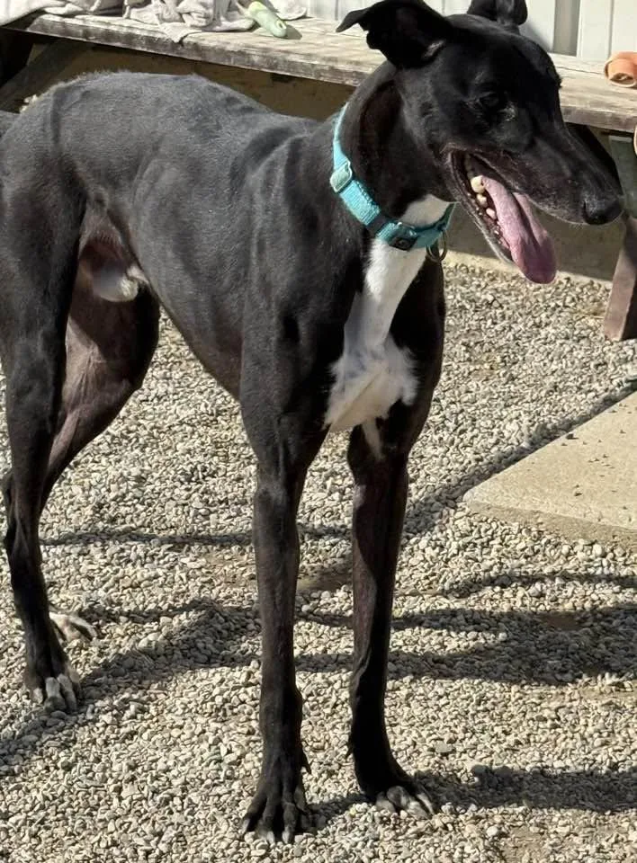 An adult large-sized male Black Greyhound dog named Smokee for adoption in Westerville, OH