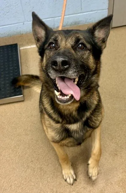 An adult large-sized male Mixed Breed dog named Geralt for adoption in Chamblee, GA