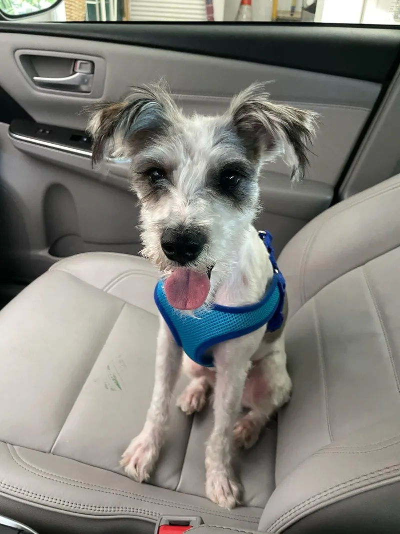 A young small-sized male Black Schnauzer dog named Rocket for adoption in Whitestown, IN
