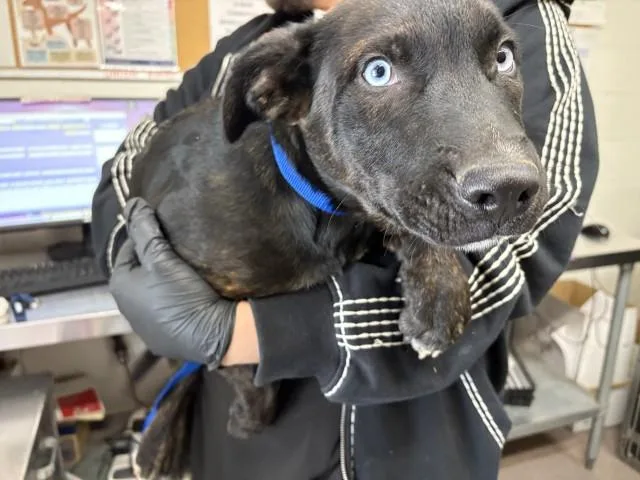 A baby small-sized female German Shepherd Dog dog named Lexi for adoption in San Bernardino, CA