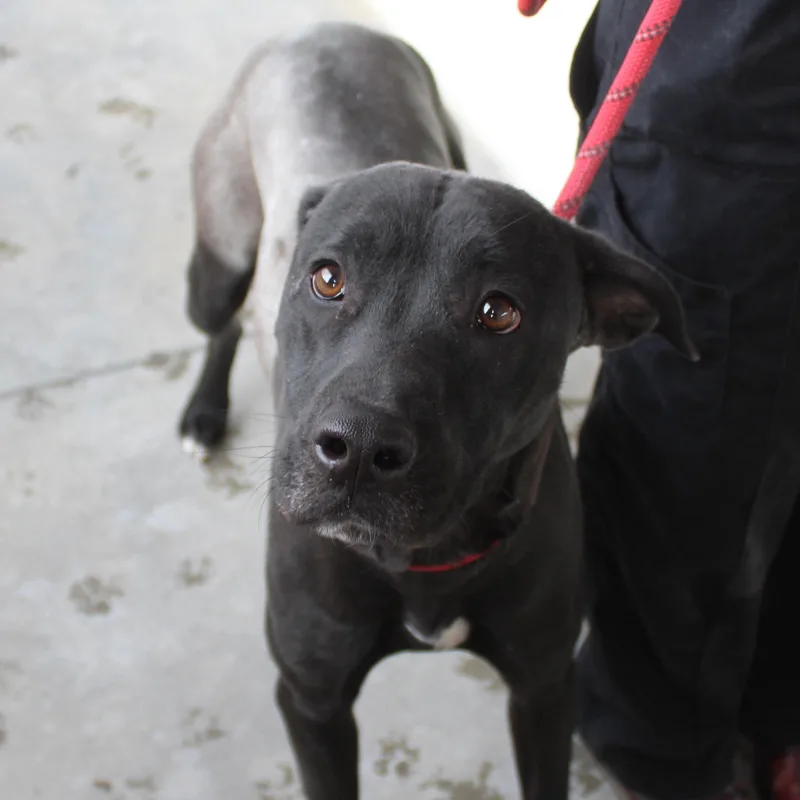 A young medium-sized female Black Pit Bull Terrier dog named Snickers for adoption in Yucca Valley, CA
