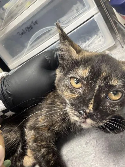 A young small-sized female Domestic Short Hair cat named Te Fiti for adoption in Sevierville, TN