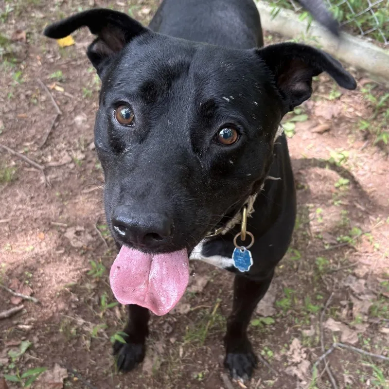 An adult large-sized male Black Pit Bull Terrier dog named Arpee for adoption in Columbus, NC
