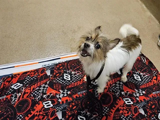 A young small-sized female Parson Russell Terrier dog named Webe for adoption in Fort Wayne, IN