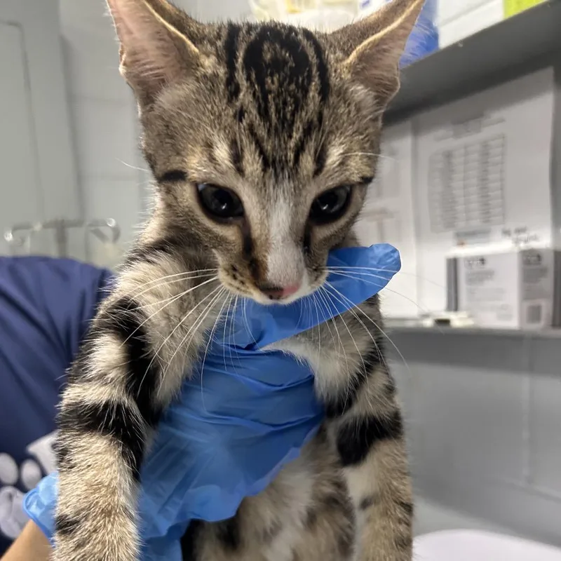 A baby medium-sized male White Domestic Short Hair cat named Frankie for adoption in Summerville, SC