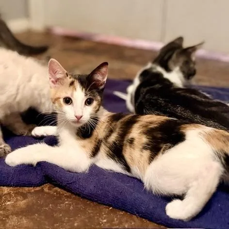 A baby small-sized female Calico Domestic Short Hair cat named Laura Jane Grace for adoption in Las Vegas, NV