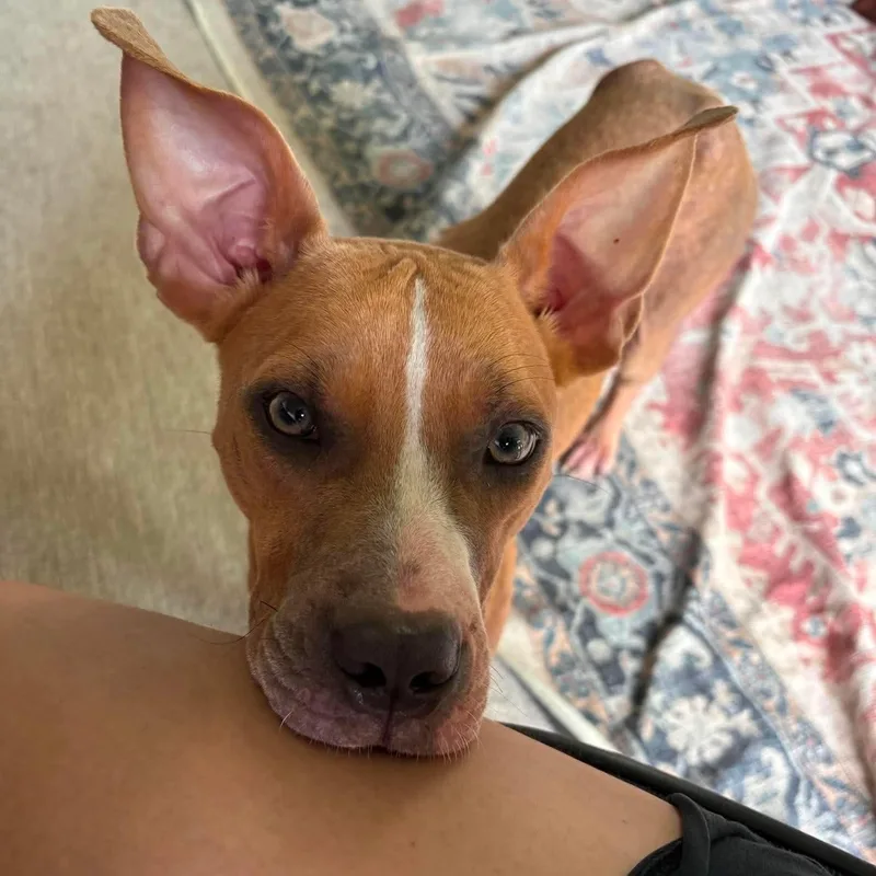 A young medium-sized female American Staffordshire Terrier dog named Olive Oyl for adoption in Yonkers, NY