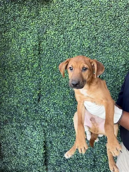 A baby small-sized male Brown / Chocolate Mixed Breed dog named 60844005 for adoption in El Paso, TX