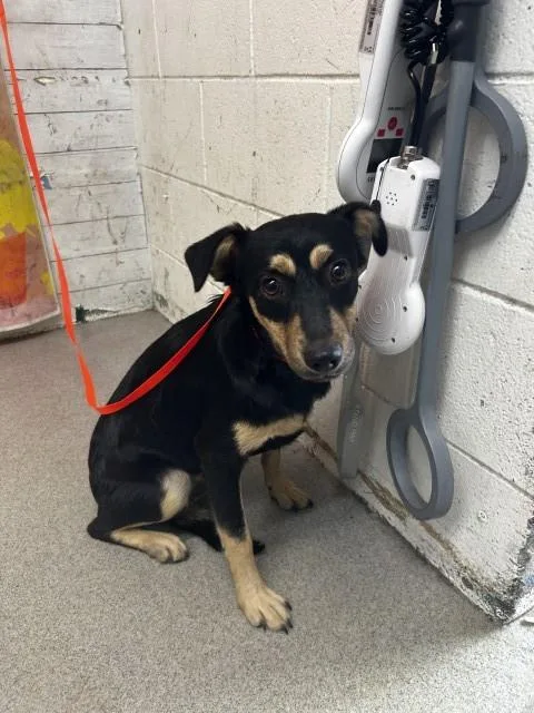A young small-sized female Chihuahua dog named Cari for adoption in San Bernardino, CA