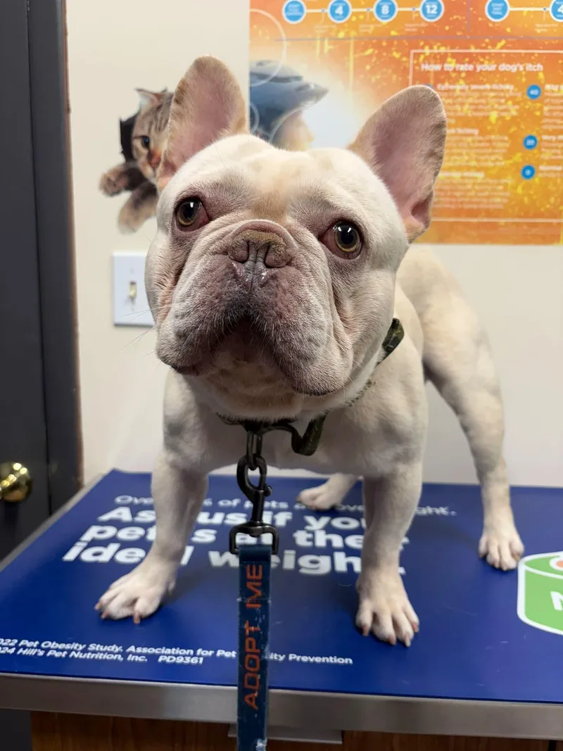 A young medium-sized male French Bulldog dog named Bentley for adoption in Vandergrift, PA