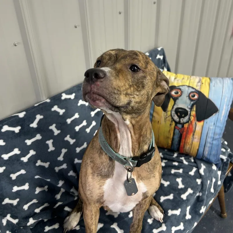 An adult medium-sized female Brindle Pit Bull Terrier dog named Onyx for adoption in Moravia, NY