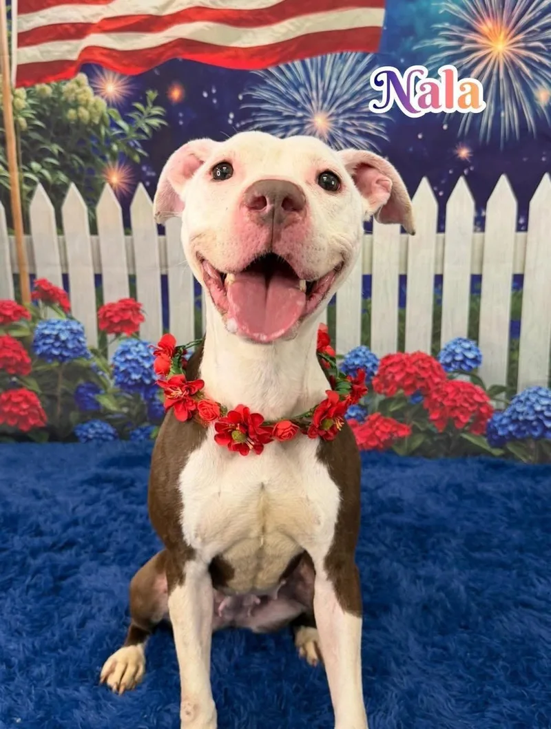 Nala