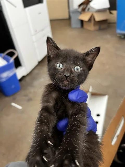 A baby medium-sized female Domestic Medium Hair cat named Luna for adoption in Dallas, TX