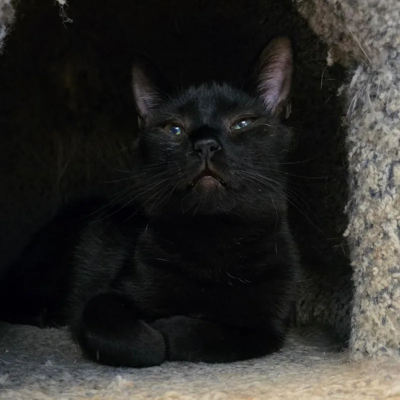 A young small-sized male Black Domestic Short Hair cat named Moon beam for adoption in Frederick, MD