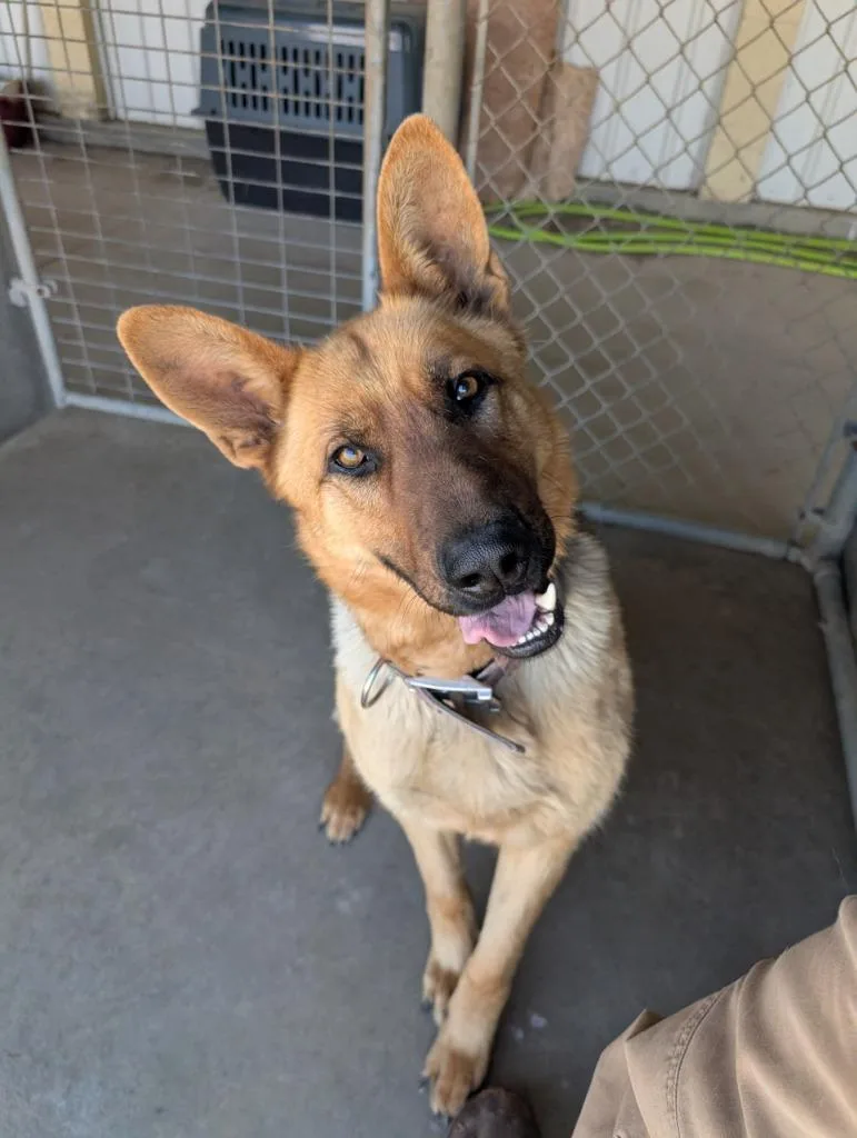 A young large-sized male German Shepherd Dog dog named Loki for adoption in Havre, MT
