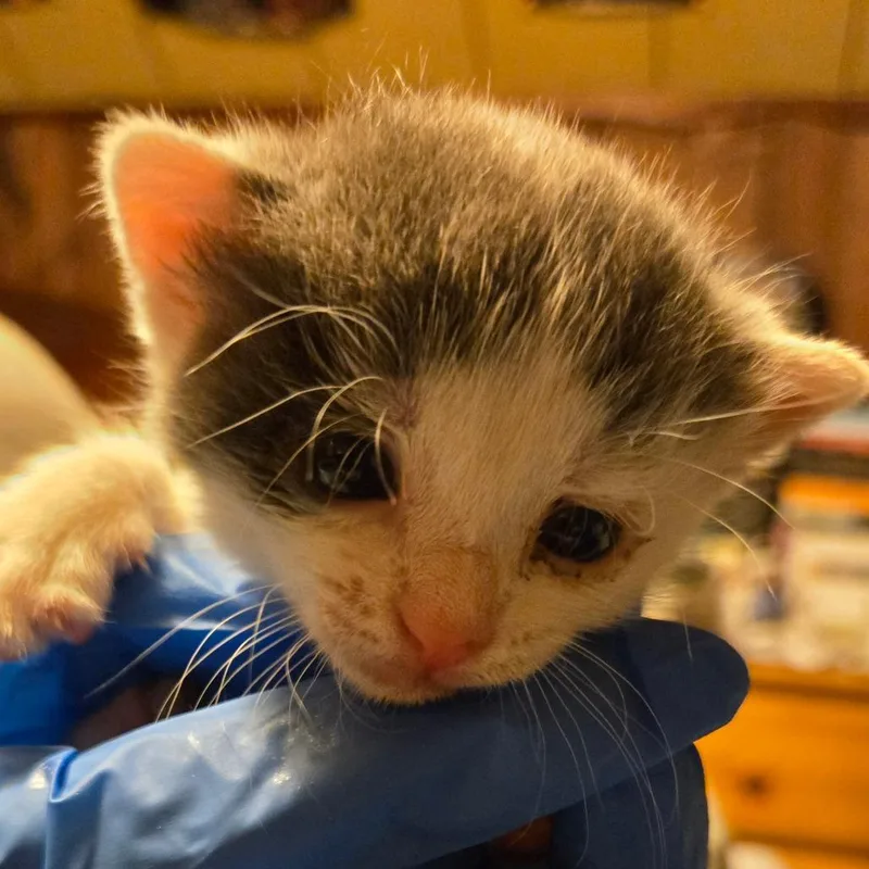 A baby small-sized female White Domestic Short Hair cat named Willow for adoption in East Hanover, NJ