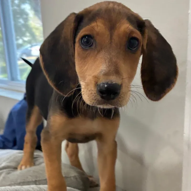 A baby small-sized female Black Hound dog named Zevian for adoption in Fredericksburg, VA