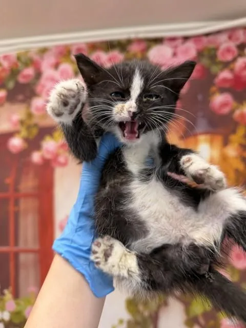 A baby small-sized male Domestic Short Hair cat named Vinny for adoption in San Bernardino, CA