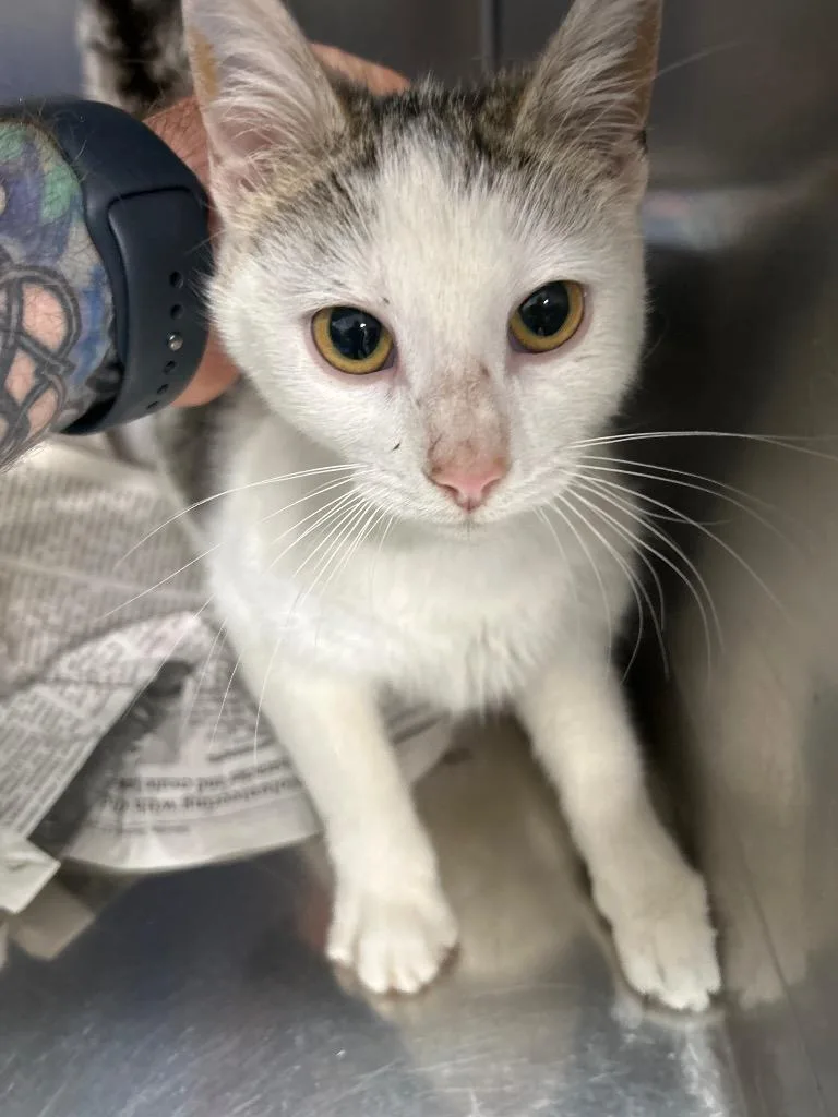 A baby small-sized female Domestic Short Hair cat named Olive for adoption in Bryan, OH