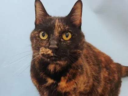 An adult small-sized female Domestic Short Hair cat named Jackie Lantern for adoption in Woodbury, MN