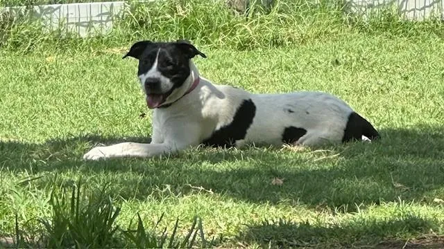A baby medium-sized female Black Labrador Retriever dog named Tear Drop for adoption in Joshua, TX
