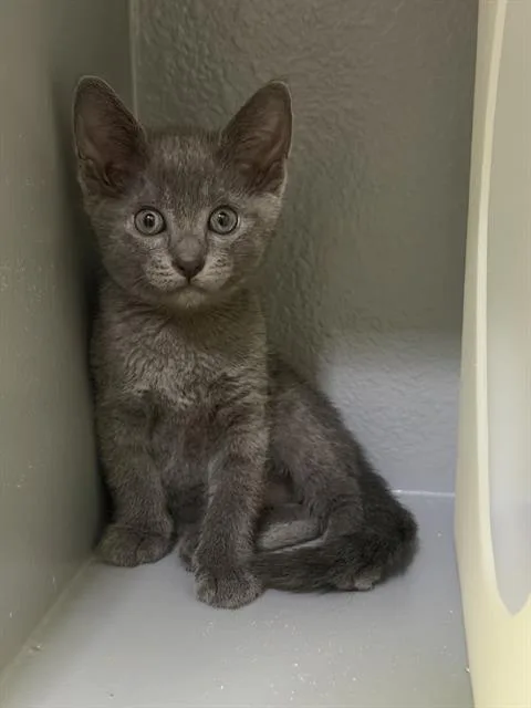 A baby large-sized female Domestic Short Hair cat named Olivia for adoption in Camarillo, CA