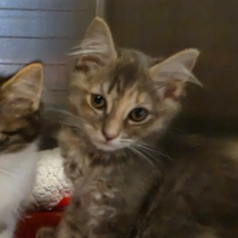 A baby small-sized female Tortoiseshell Domestic Long Hair cat named Glory for adoption in Tipton, IN