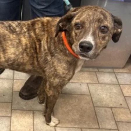 An adult medium-sized male Brindle Labrador Retriever dog named Sebastian for adoption in Hollister, MO