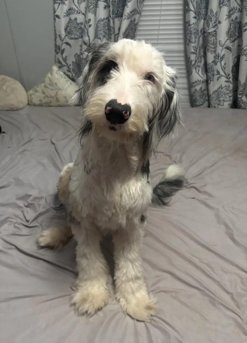 A young medium-sized female Sheepadoodle dog named Meet Pippin. for adoption in Conway, SC